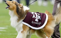 Betting on Texas A&M